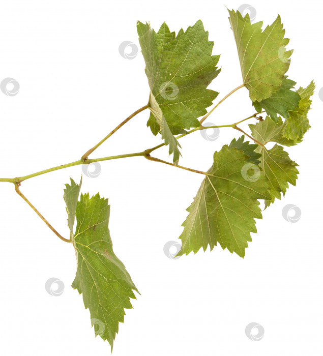 Скачать молодая лоза винограда. изолированный на белом фоне фотосток Ozero