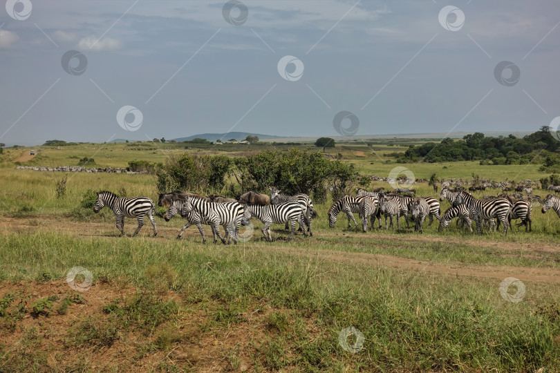 Скачать Множество зебр и антилоп гну пасутся на зеленой траве. фотосток Ozero