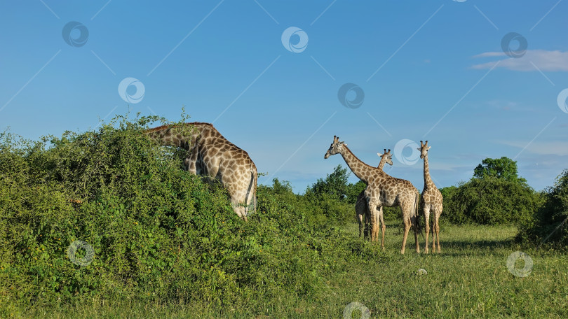 Скачать Дикие жирафы стоят на зеленой траве в саванне Ботсваны. фотосток Ozero