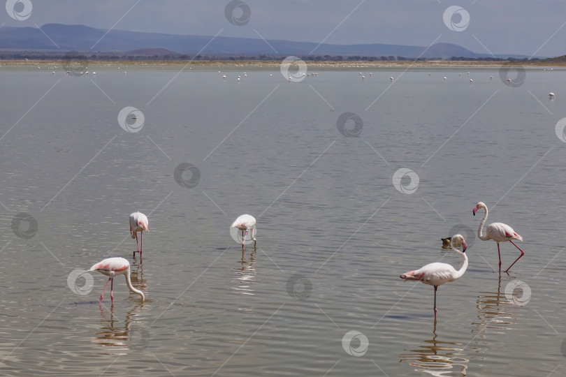 Скачать Группа розовых фламинго на озере. Кения. Парк Амбосели фотосток Ozero