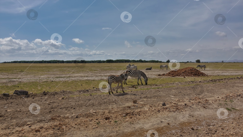 Скачать Группа зебр пасется в африканской саванне.  Кения. Парк Амбосели фотосток Ozero