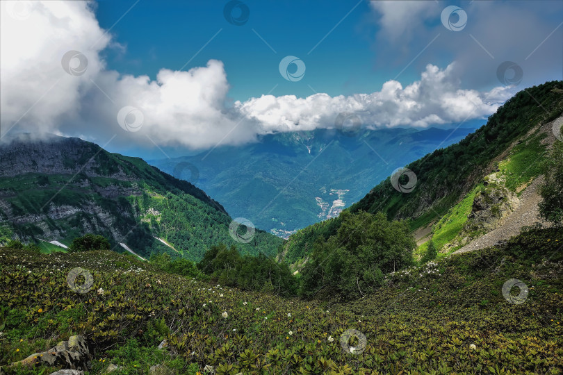 Скачать В долине, на альпийских лугах, цветут рододендроны. фотосток Ozero