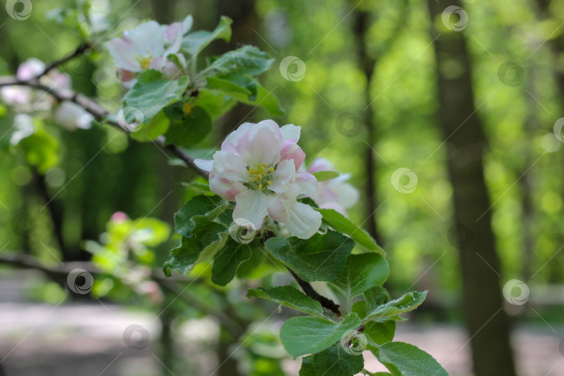 Скачать Цветение яблони фотосток Ozero