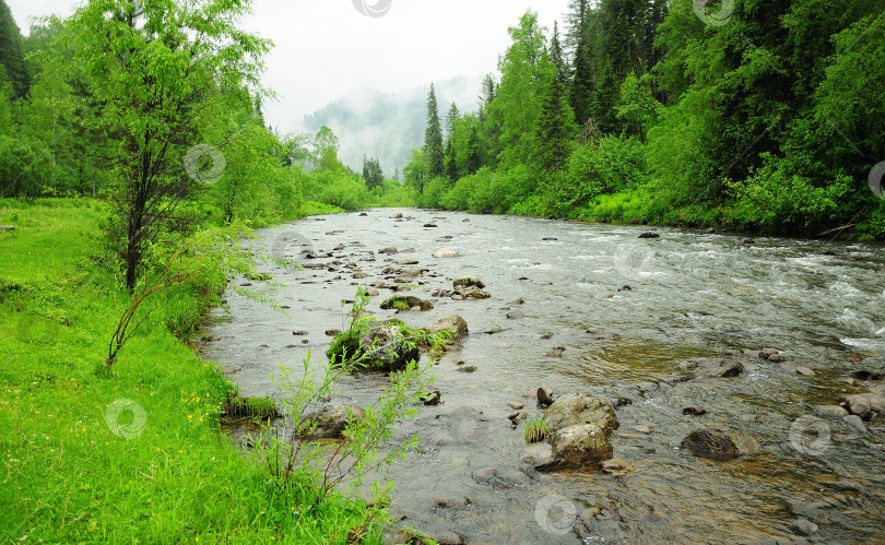 Скачать Русло небольшой горной реки со скалистыми берегами, протекающей через летний лес после дождя. фотосток Ozero