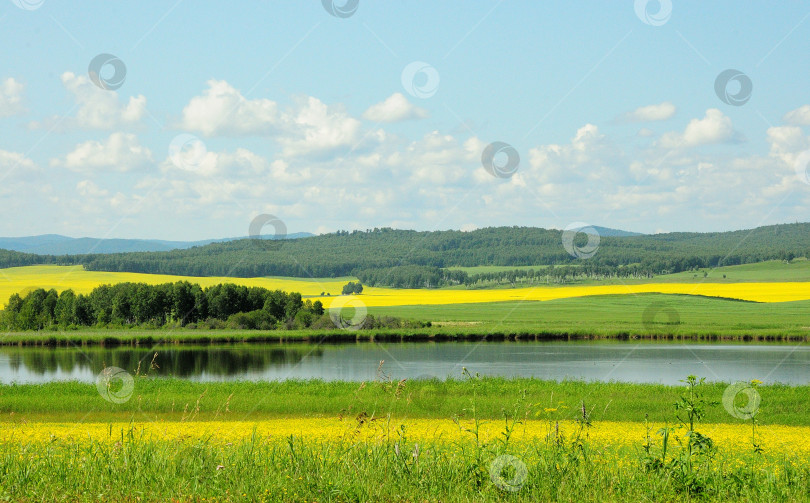 Скачать Живописное спокойное озеро, окруженное высокими холмами и рапсовыми полями с цветущими желтыми цветами. фотосток Ozero