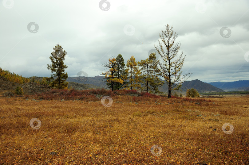 Скачать Маленькие сосны растут на месте разрушенного древнего захоронения в живописной долине ранней осенью. фотосток Ozero