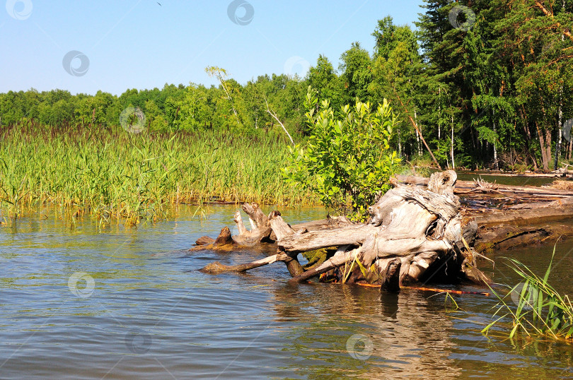 Скачать Срубленное бревно с большими корнями лежит на берегу озера в зарослях камыша. фотосток Ozero