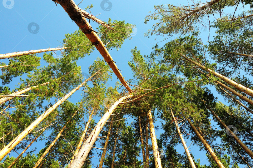 Скачать Посмотрите на ясное голубое небо сквозь стволы и верхушки высоких сосен. фотосток Ozero