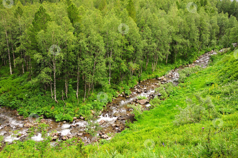 Скачать Небольшая горная речка несет свои бурные воды через летний хвойный лес. фотосток Ozero