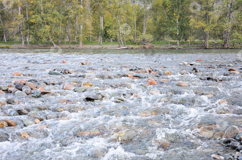 Скачать Бурный поток неглубокой горной реки с торчащими над водой камнями, протекающий через лес. фотосток Ozero
