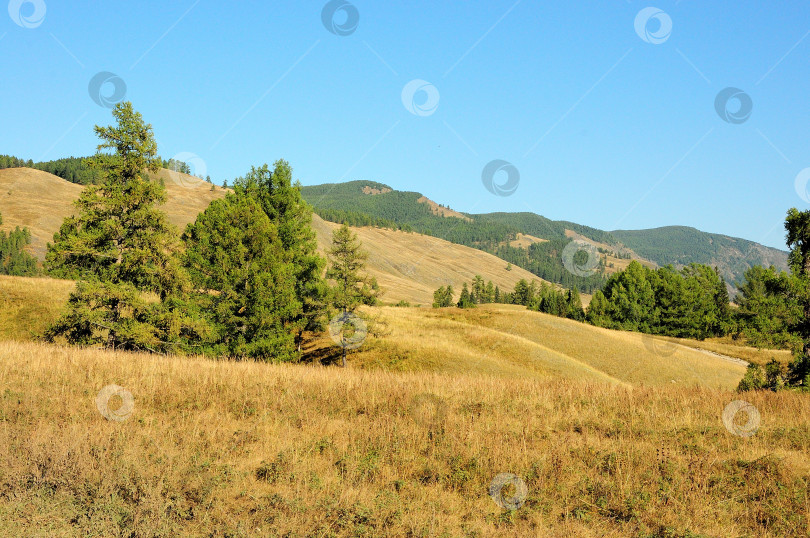 Скачать Небольшие группы сосен и лиственниц растут на склоне большого холма, окруженного скалистыми горами. фотосток Ozero