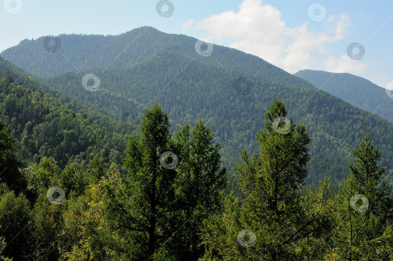Скачать Взгляд сквозь верхушки сосен на высокие горные хребты, поросшие густым хвойным лесом, в ясный летний день. фотосток Ozero