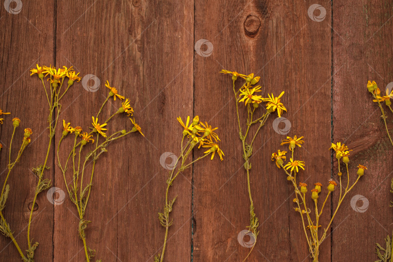 Скачать желтые цветы на деревянном фоне фотосток Ozero