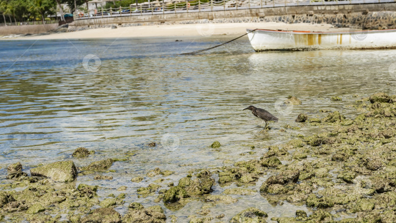 Скачать Отлив на тропическом пляже. Птица полосатая цапля стоит на обнажившихся скалах фотосток Ozero