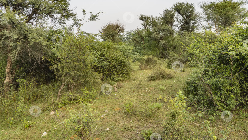 Скачать Маленький мангуст сидит на задних лапах на лесной поляне в джунглях. фотосток Ozero