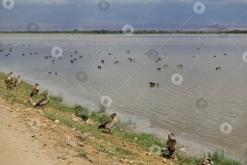Скачать Вдоль озера проходит грунтовая дорога. Египетские гуси и другие водоплавающие птицы сидят на обочине дороги фотосток Ozero