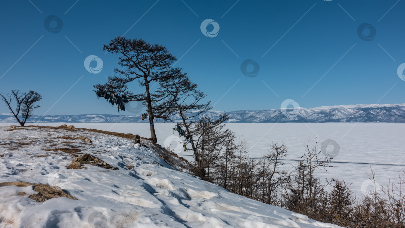 Скачать На берегу замерзшего озера растут голые деревья. Снег на льду и на земле. Байкал фотосток Ozero
