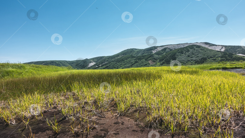 Скачать Ярко-зеленая трава покрывает луг подобно ковру. Горный хребет на фоне голубого неба. фотосток Ozero