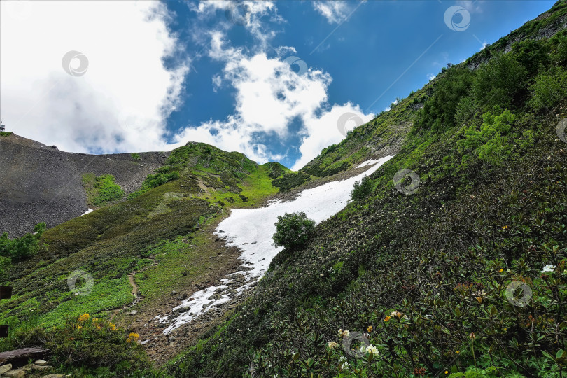 Скачать На склоне горы цветут рододендроны, есть участки растаявшего снега. фотосток Ozero