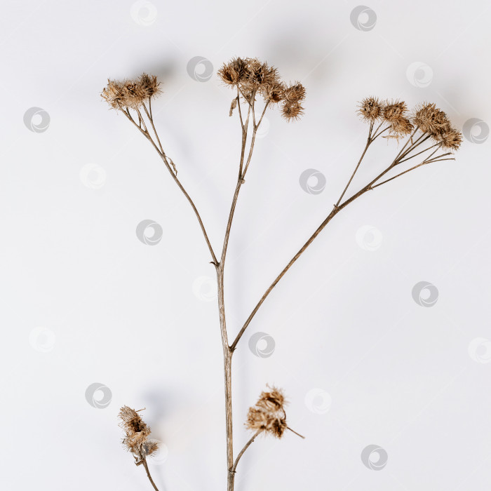 Скачать Сухой полевой колючий цветок. Дикое растение на белом фоне плоско лежало фотосток Ozero