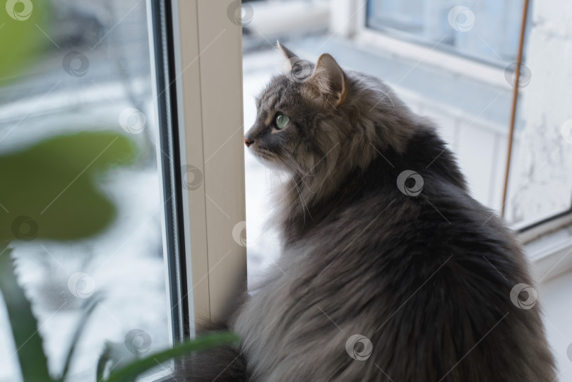 Скачать Серый толстый кот сидит на подоконнике в помещении. Любопытный сибирский кот смотрит на улицу крупным планом. фотосток Ozero