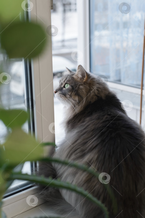 Скачать Серый толстый кот сидит внутри и смотрит в окно. Зеленоглазая домашняя кошка сибирской породы фотосток Ozero