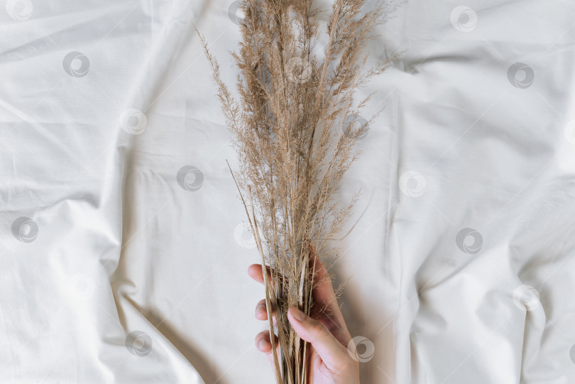 Скачать Рука, держащая букет сухих полевых колосков на белом фоне ткани, вид сверху фотосток Ozero