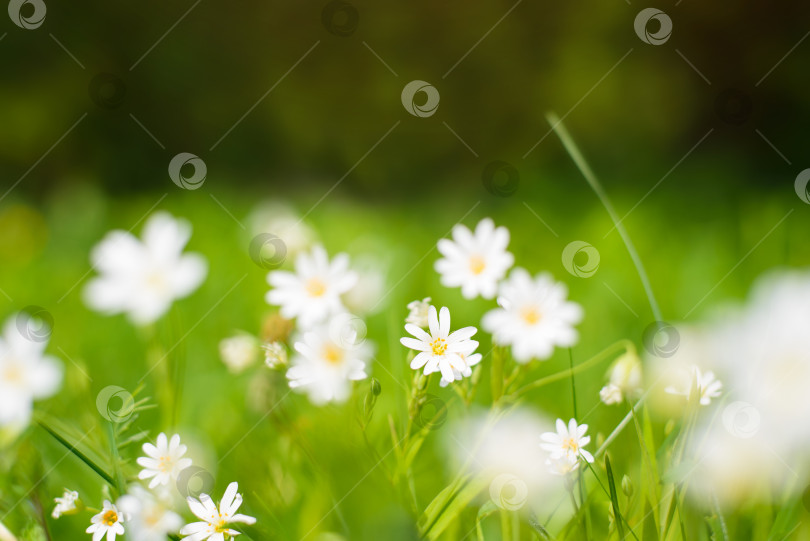 Скачать Белые маленькие цветочки в солнечный летний день. Крупный план цветка в зеленой траве. Естественный цветочный фон. Выборочный мягкий фокус. фотосток Ozero