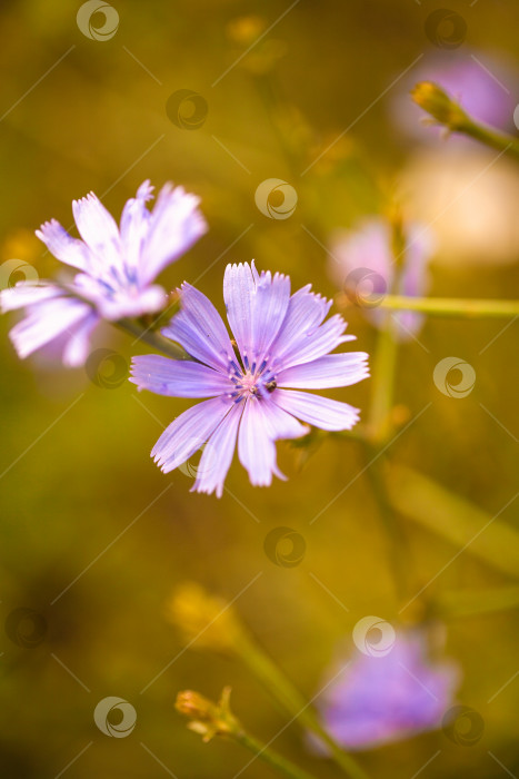 Скачать цветок ранца. макрос с малой глубиной резкости фотосток Ozero