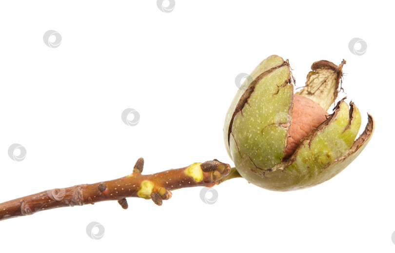 Скачать спелые грецкие орехи на ветке. изолированный на белом фоне фотосток Ozero