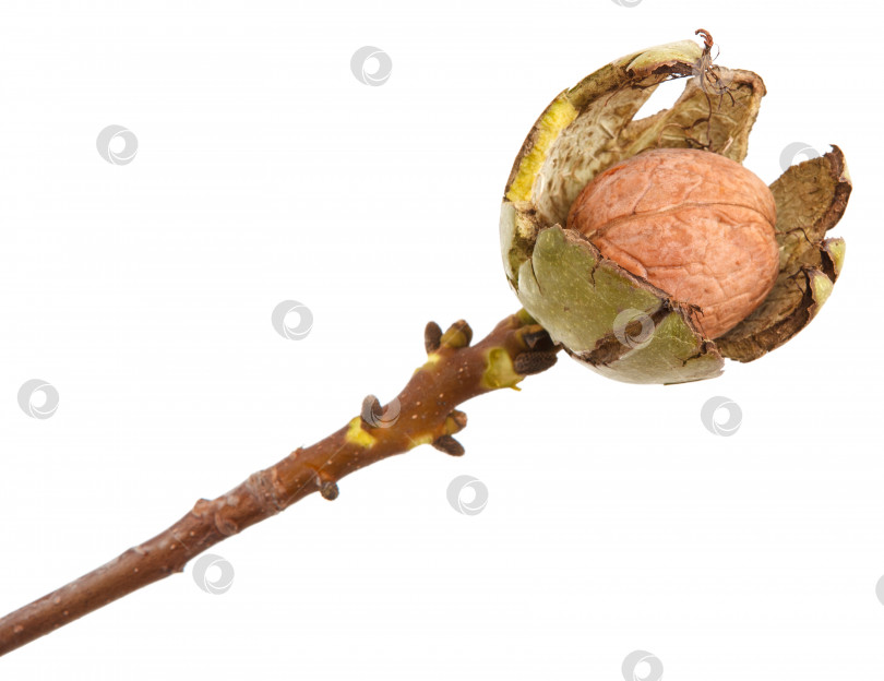 Скачать спелые грецкие орехи на ветке. изолированный на белом фоне фотосток Ozero