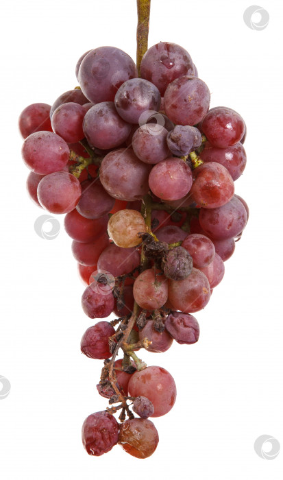 Скачать гроздь перезрелого винограда, выделенная на белом фоне фотосток Ozero