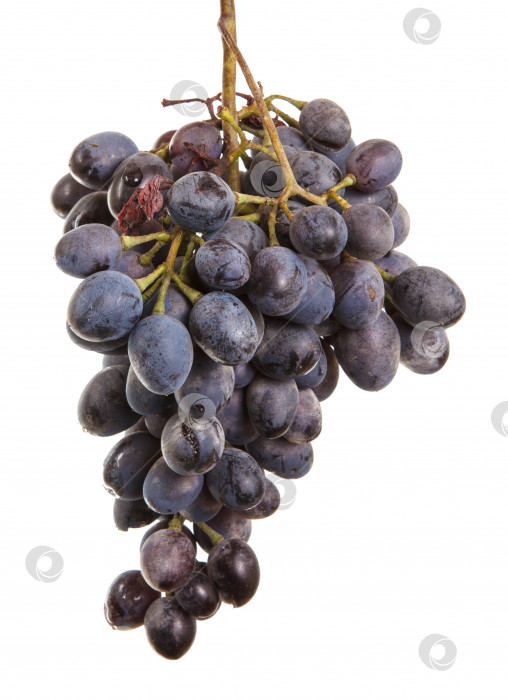 Скачать темно-синий виноград. Букет, изолированный на белом фоне фотосток Ozero