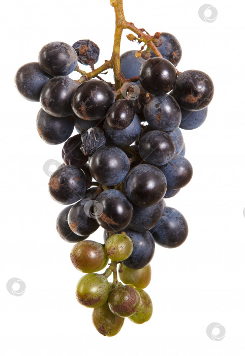 Скачать темно-синий виноград. Букет, изолированный на белом фоне фотосток Ozero