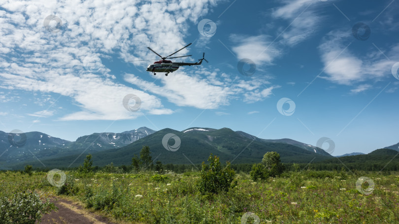 Скачать Трава и полевые цветы растут на зеленом лугу.  Вертолет летит на фоне голубого неба фотосток Ozero