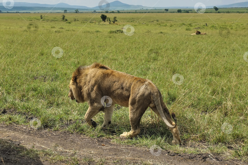 Скачать Дикий взрослый лев прогуливается по зеленой траве саванны вдоль грунтовой дороги. фотосток Ozero