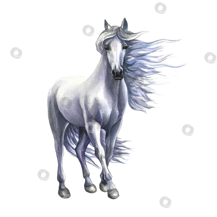 Скачать Стоящий белый конь. Акварельная иллюстрация, нарисованная от руки. изолировать. Для печати, наклеек и этикеток. фотосток Ozero