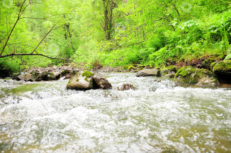 Скачать Бурный поток красивой горной реки, текущей по утреннему лесу после дождя. фотосток Ozero