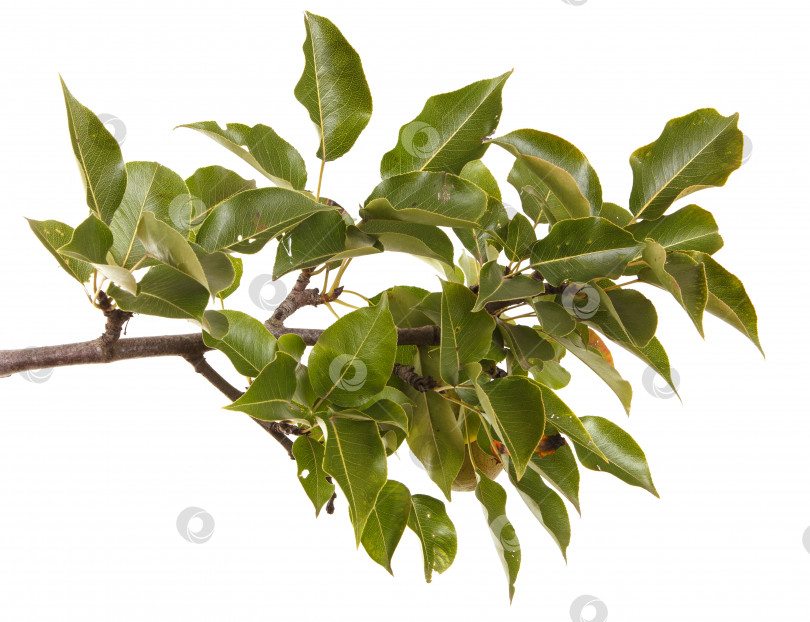 Скачать ветка грушевого дерева с листьями, выделенными на белом фоне фотосток Ozero