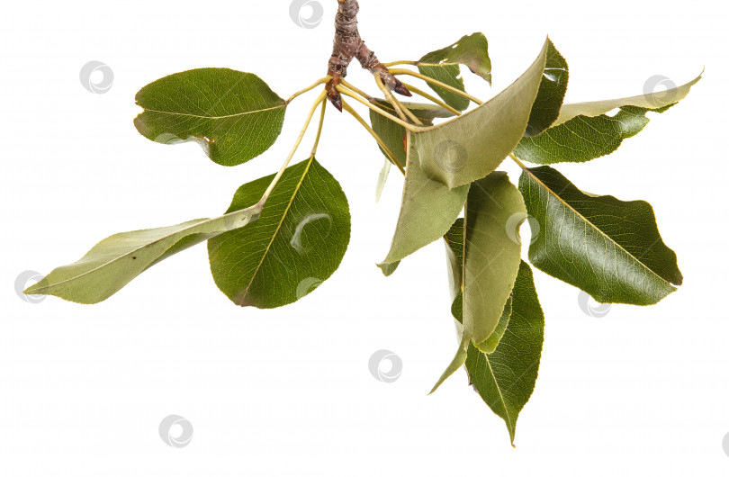 Скачать ветка грушевого дерева с листьями, выделенными на белом фоне фотосток Ozero
