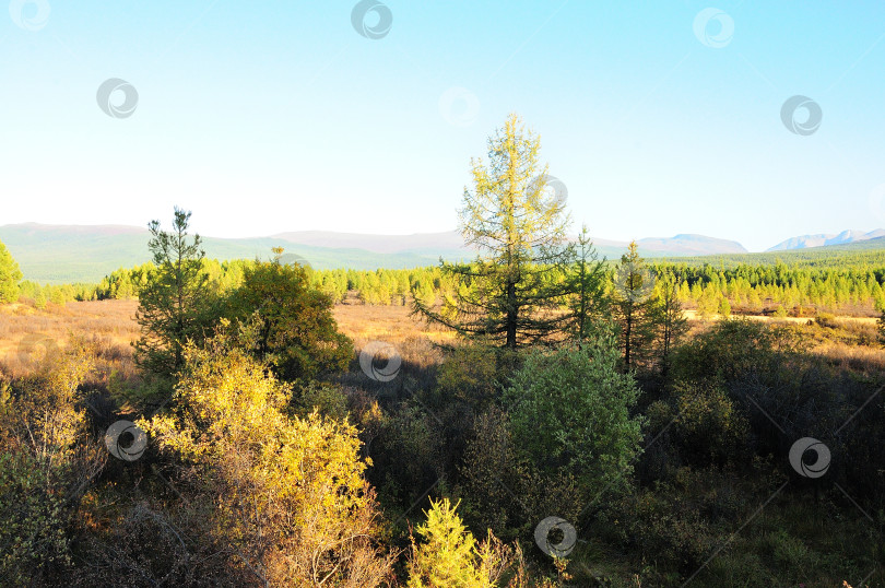Скачать Взгляд сквозь стволы невысоких сосен на горную тундру, поросшую невысоким хвойным лесом. фотосток Ozero