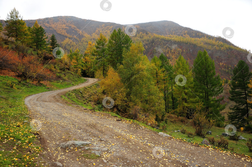 Скачать Извилистая лесная дорога поднимается на вершину холма, огибая высокие сосны на фоне осеннего горного хребта. фотосток Ozero