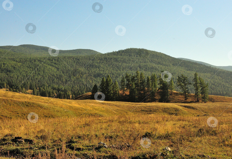 Скачать Ранней осенью на склоне живописного холма у подножия горного хребта растет группа высоких сосен. фотосток Ozero