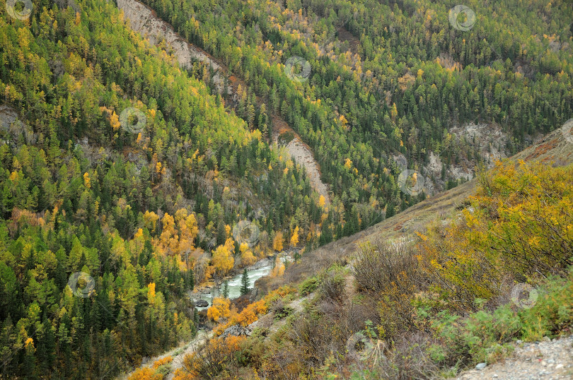Скачать Небольшая горная речка течет по дну глубокого каньона, окруженного зелеными соснами и пожелтевшими лиственницами. фотосток Ozero