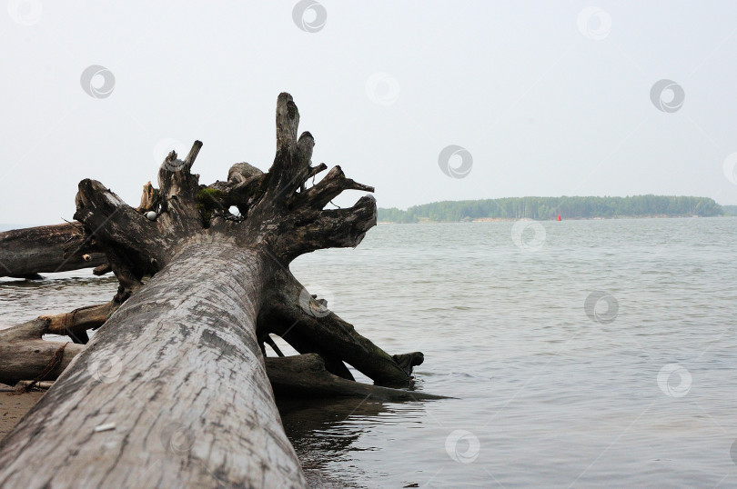Скачать Взгляд вдоль срубленного дерева на поверхность большого озера. фотосток Ozero