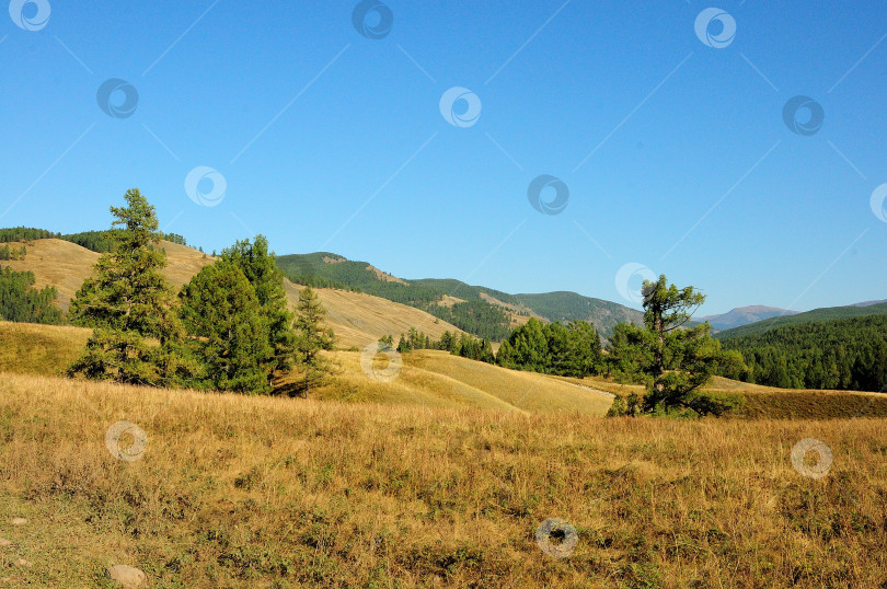 Скачать Несколько невысоких сосен растут на склоне холма у подножия горного хребта. фотосток Ozero