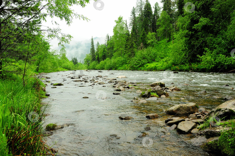 Скачать Быстрый поток неглубокой реки, текущей через густой хвойный лес после дождя в тумане ранним утром. фотосток Ozero