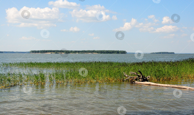 Скачать Срубленное дерево рядом с зарослями камыша на берегу большого озера в ясный солнечный день. фотосток Ozero