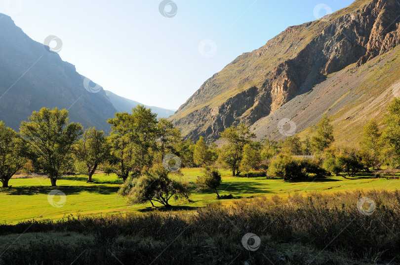 Скачать Несколько деревьев в живописной летней долине, окруженной высокими горами. фотосток Ozero
