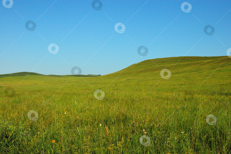 Скачать Бескрайние холмистые степи под ясным летним небом, поросшие высокой травой. фотосток Ozero